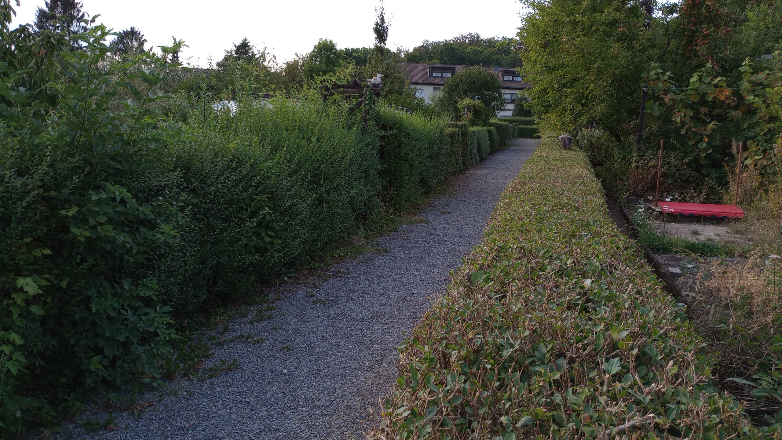 Ab in die Hecke