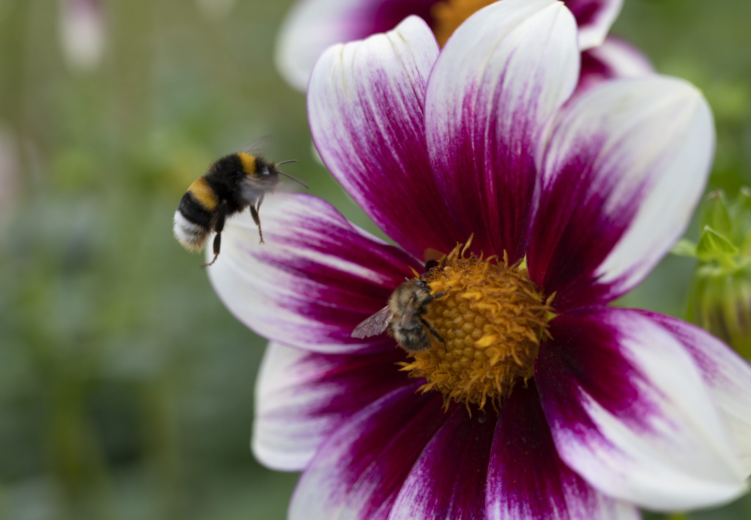 Wenn der Garten schweigt – Warum manche Gartenpflanzen der Natur wenig helfen